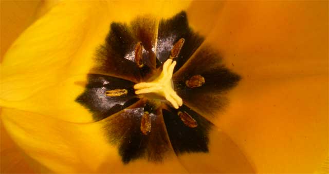 Tulpe